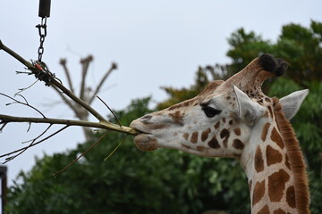 ニュージーランドのオークランド動物園のキリンが木をペロペロしている風景 © wankodog
