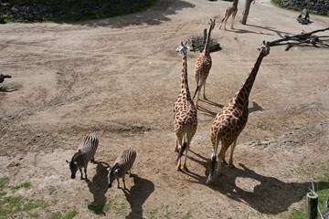 ニュージーランドのオークランド動物園のキリンとシマウマの風景 © wankodog