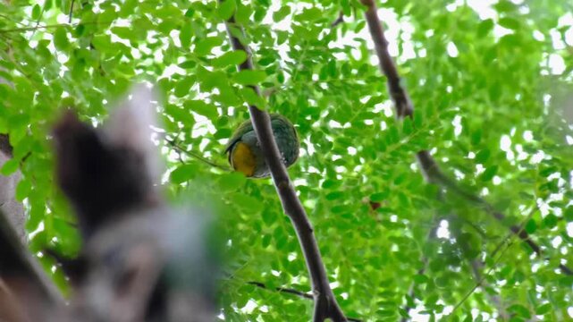 Ptilinopus layardi whistling dove bird with green and yellow feathers perched in forest trees on Kadavu Island, Fiji, South Pacific