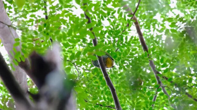 The whistling dove with green body and yellow head perched on branch in forest tree on Kadavu Island, Fiji, South Pacific
