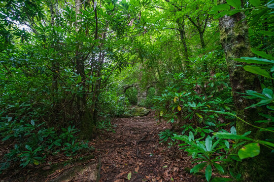 View of the lush woodland and stone ruins in Tivoli park near Lerryn, Cornwall, United Kingdom.