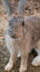 地面に立ちこちらを見る灰色のウサギ - Grey rabbit standing on the ground looking at camera © kafuna862