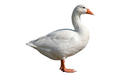 White goose with orange beak and feet, isolated on transparent background © topngi