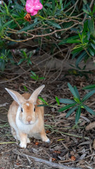庭の茂みの下で地面に座る茶色と白のウサギ - Brown and white rabbit sitting on the ground under bushes in a garden © kafuna862