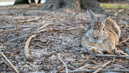木の根元の地面に座る野生のウサギ - Wild rabbit sitting on the ground at the base of a tree © kafuna862