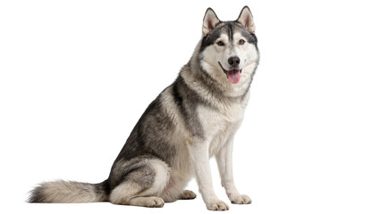 Siberian Husky dog sitting attentively, isolated on transparent background © topngi