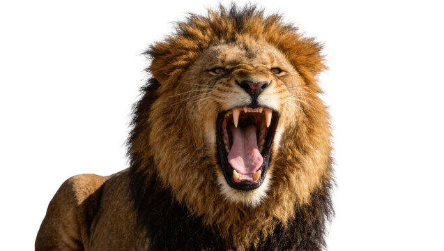 Fierce male lion roaring with mouth wide open sharp teeth visible, isolated on transparent background
