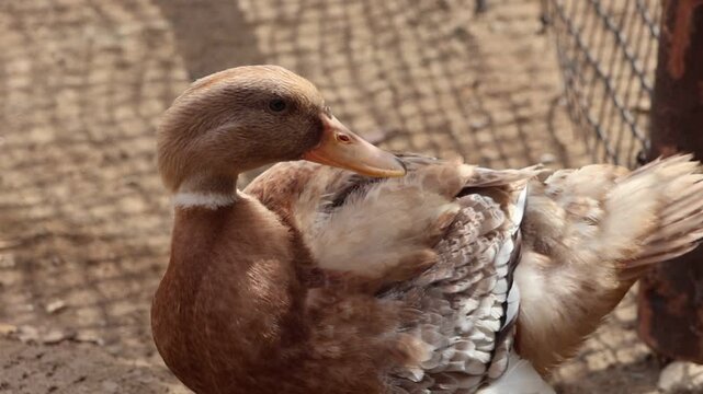 Brown Domestic Duck Preening and Grooming Feathers in Pen. Close-up shot of a light brown domestic duck meticulously cleaning and preening its wing feathers using its beak in an outdoor farm enclosure