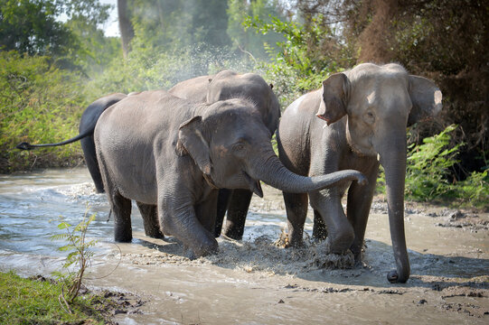 Herd of playful Asian elephants bathing in river, Surin, Thailand tourism banner concept
