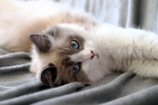 A fluffy Ragdoll cat with blue eyes lies on a soft gray blanket. The cat has a cream-colored body with darker points on its ears and face.