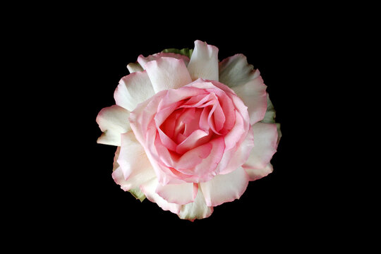 A close-up of a pink rose with soft petals against a black background. The flower displays delicate layers and a vibrant color, emphasizing its natural beauty.