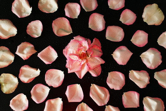 A pink rose surrounded by scattered pink rose petals on a black background. The scene conveys beauty and elegance, ideal for romantic themes.