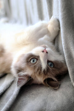 A fluffy, light-colored Ragdoll cat with blue eyes lies on a soft gray blanket. The cat is relaxed and playful, showcasing its distinctive markings.