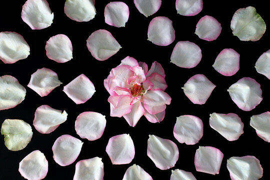 A pink flower surrounded by scattered white and pink petals on a black background. The arrangement creates a visually appealing floral pattern.