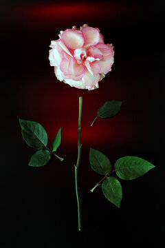 A single pink rose with white edges and green leaves against a dark background. The rose is fresh and vibrant, showcasing its delicate petals and natural beauty.