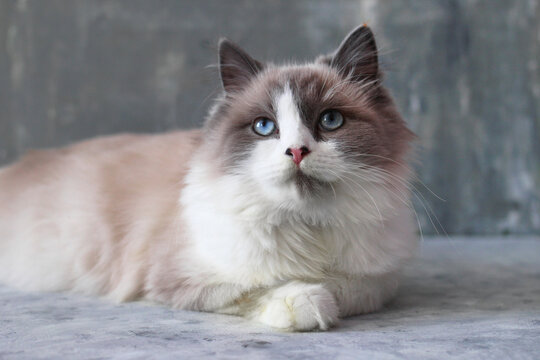 A fluffy Ragdoll cat with blue eyes rests on a gray surface. The cat has a cream and brown coat, showcasing its distinctive markings and gentle demeanor.