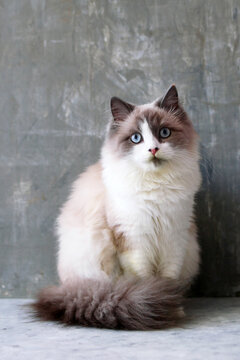 A fluffy Ragdoll cat with blue eyes sits gracefully on a textured surface. The cat has a cream-colored body with gray markings on its face and tail.