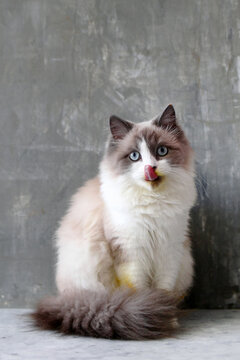 A fluffy Ragdoll cat with blue eyes and a cream-colored coat sits on a gray surface. The cat has a playful expression, licking its lips.