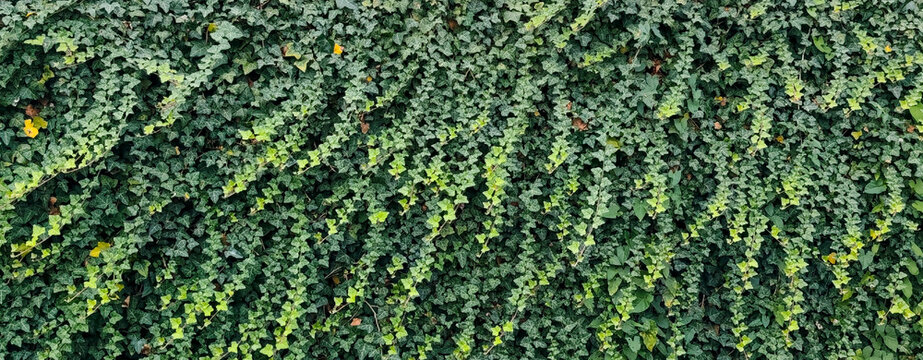 green ivy leaves wall texture background, natural climbing plant garden hedge banner