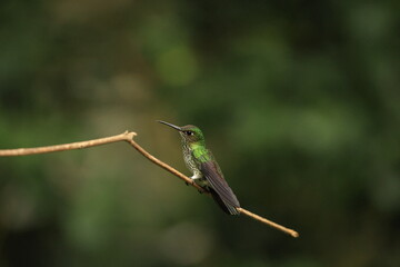 The many-spotted hummingbird (Taphrospilus hypostictus) is a species of hummingbird in the "emeralds", tribe Trochilini of subfamily Trochilinae.This photo was taken in North Peru. © feathercollector
