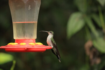 The grey-breasted sabrewing (Campylopterus largipennis aequatorialis) is a species of hummingbird in the "emeralds", tribe Trochilini of subfamily Trochilinae. © feathercollector