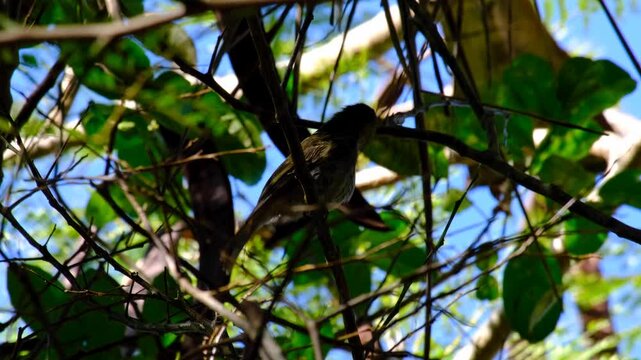 Closeup Kadavu Honeyeater Meliphacator provocator bird in forest trees on Kadavu Island, Fiji, South Pacific