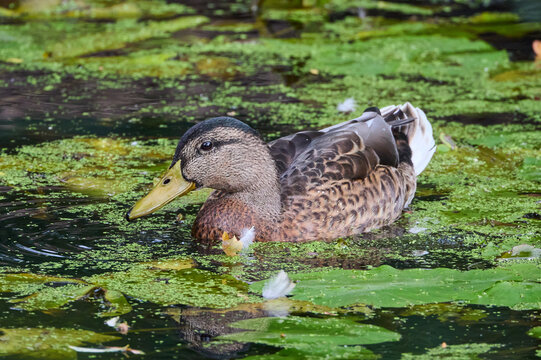 Brown Mallard wild duck Anas platyrhynchos swimming in pond or lake or river with green weeds and leafs on the surface in Germany