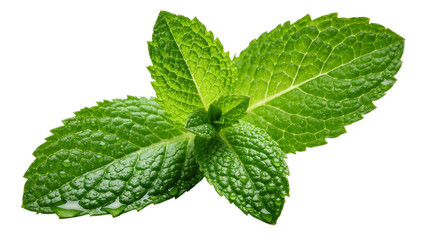 Fresh green mint leaves with water droplets, isolated on transparent background © natpic