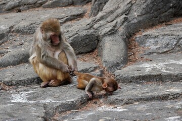 逃げ出す子ザルの尻尾を掴むアカゲザルの母 © osaru_photos