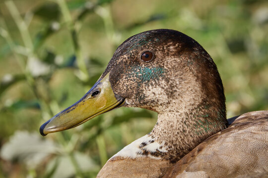 Juvenile Mallard Duck anas platyrhynchos with small green blue colour patch close up portrait with green plants in the background in Spain