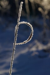 Ice covered blade of grass shaped like letter b. Winter alphabet concept. © polikarpovaart