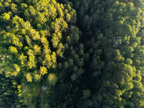 Aerial view of a dense forest with a winding path cutting through the trees, illuminated by the warm light of the golden hour in Kemalang, Central Java, Indonesia.