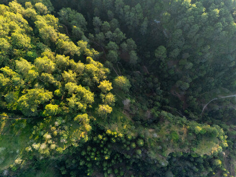 Aerial view of a dense forest canopy with winding footpaths cutting through the trees in Kemalang, Central Java, Indonesia.