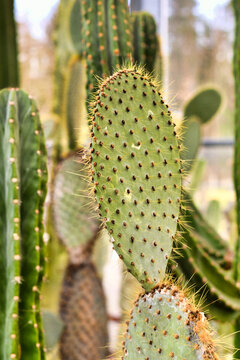 Close up of platyclade of Prickly Pear 'Opuntia' cactus plant