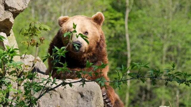 Brown bear resting on rocky terrain in lush green forest with natural lighting