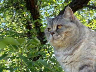 Adorable cat sits on tree  © OLENA LIALINA