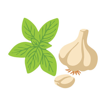 Fresh Basil Leaves Herb and Garlic Bulb Fresh Ingredient