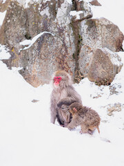 Snow monkey mother with baby sitting in deep snow © Abetehaael
