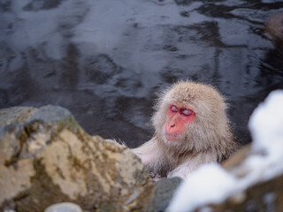 Snow monkey with eyes closed relaxing in a hot spring © Abetehaael