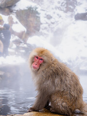 Snow monkey sitting by a steaming hot spring pool © Abetehaael