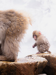 Baby snow monkey standing beside an adult on rocks © Abetehaael