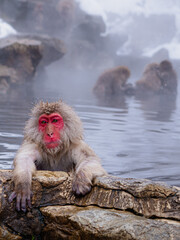 Snow monkey resting its arms on a hot spring edge © Abetehaael