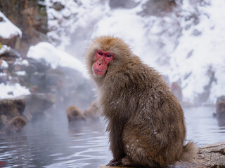 Snow monkey sitting on a rock by a steaming pool © Abetehaael