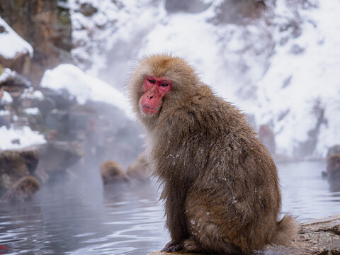 Snow monkey sitting on a rock by a steaming pool
