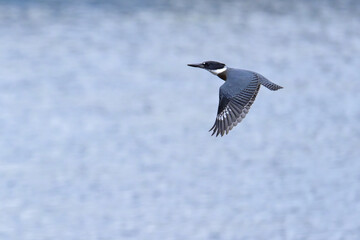 Obraz premium A Belted Kingfisher (Megaceryle alcyon) flying over Otter Lake, Alaska.