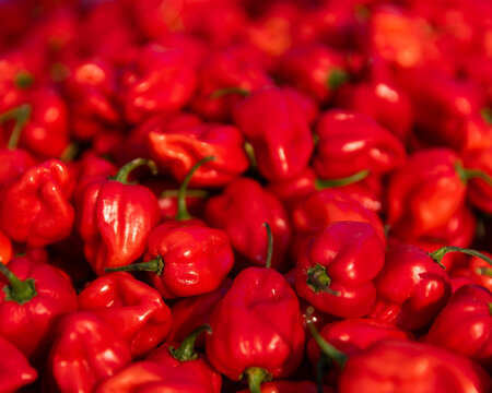 heaps of habanero chili peppers in a pile