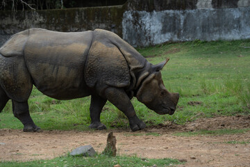 Greater one-horned rhinoceros walking on grass in a zoo © Careto