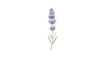 Obraz premium Lavender Botanical Illustration on White Background