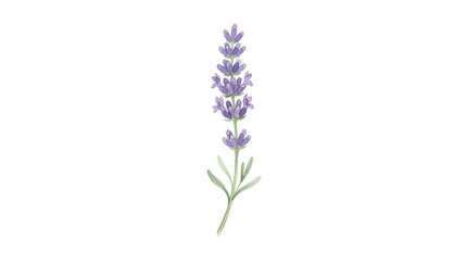 Obraz premium Delicate Lavender Flower With Green Foliage