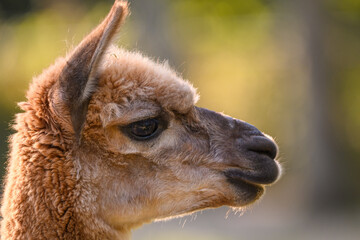 Portrait of an alpaca. © Alex de Haas